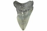 Bargain, Fossil Megalodon Tooth - Serrated Blade #295416-1